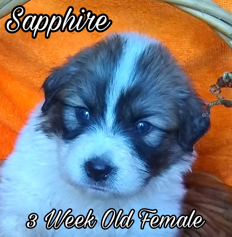 Thumbnail: Sapphire Great Pyrenees Puppy