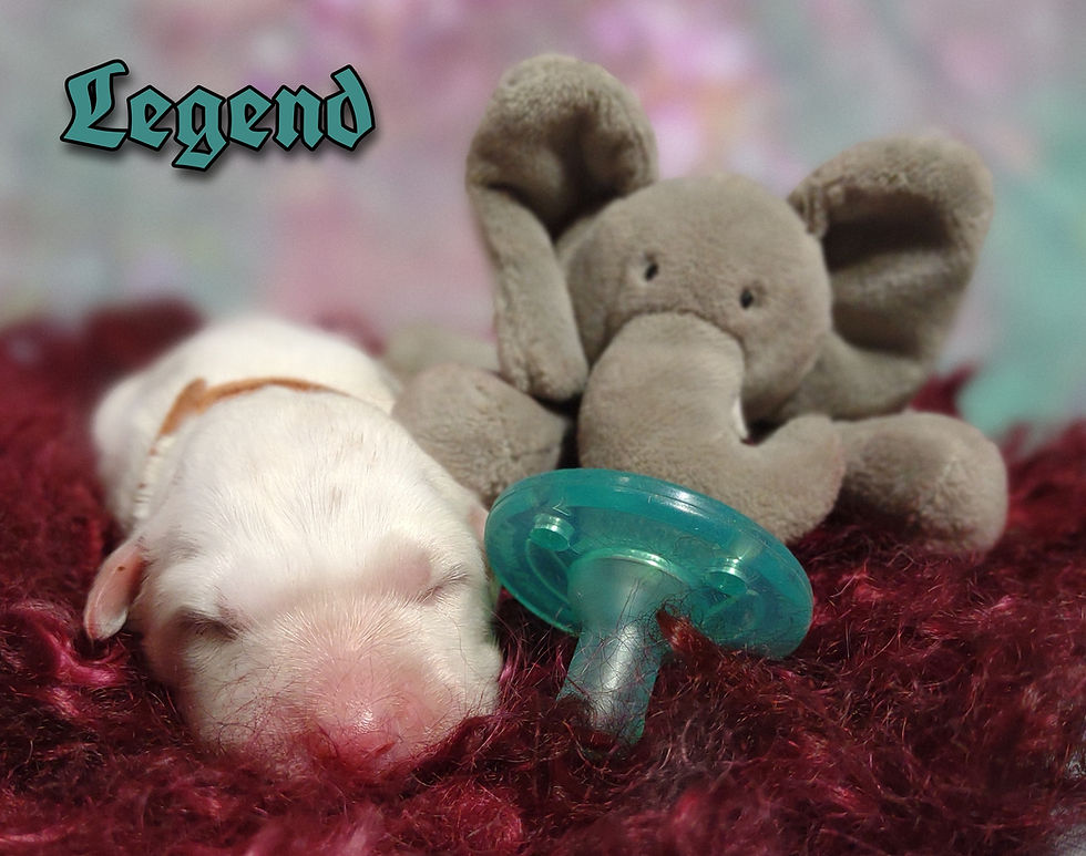 Thumbnail: Legend Male Great Pyrenees Puppy