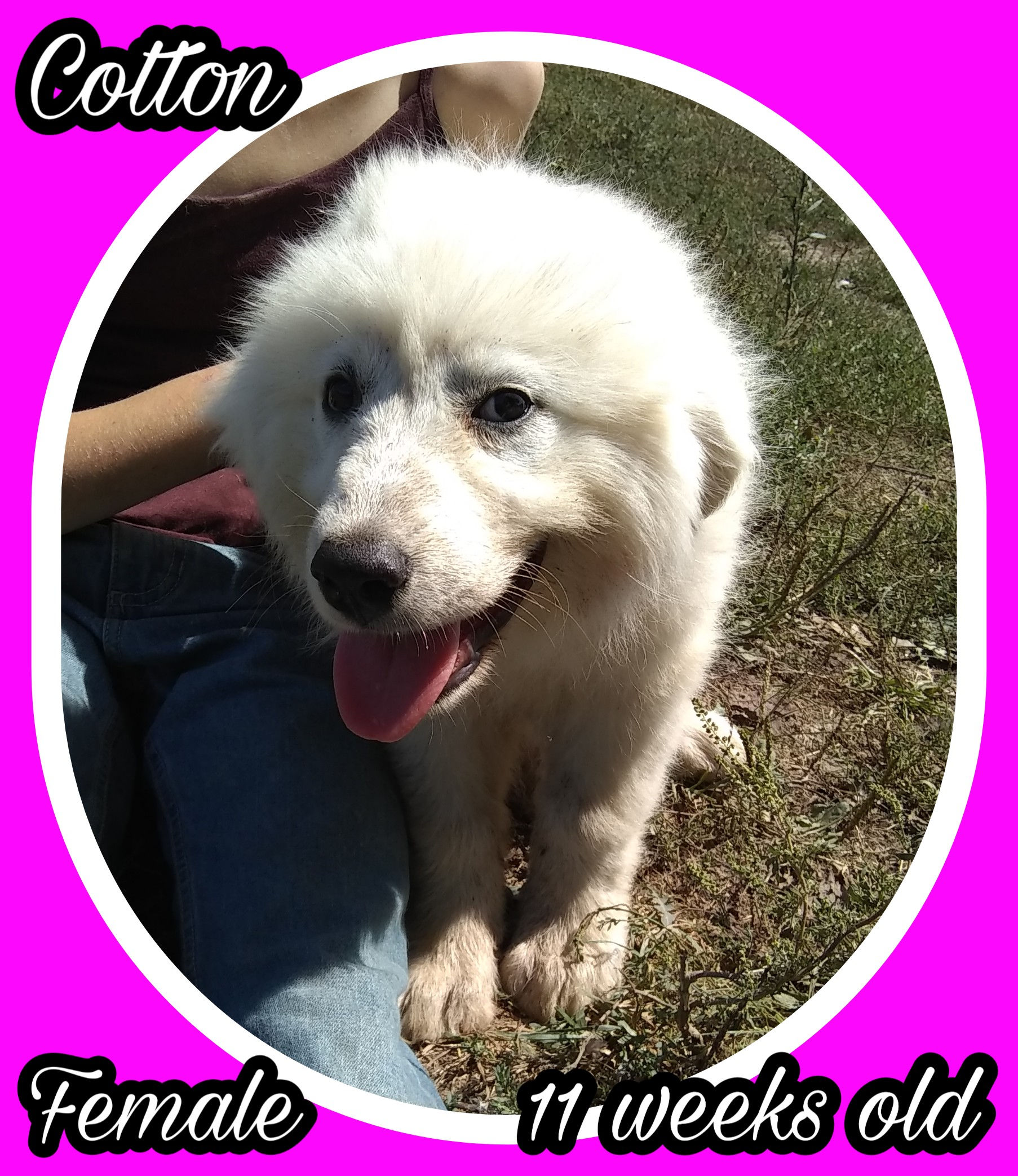 Cotton Great Pyrenees Puppy