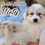 Thumbnail: Misty Great Pyrenees Puppy