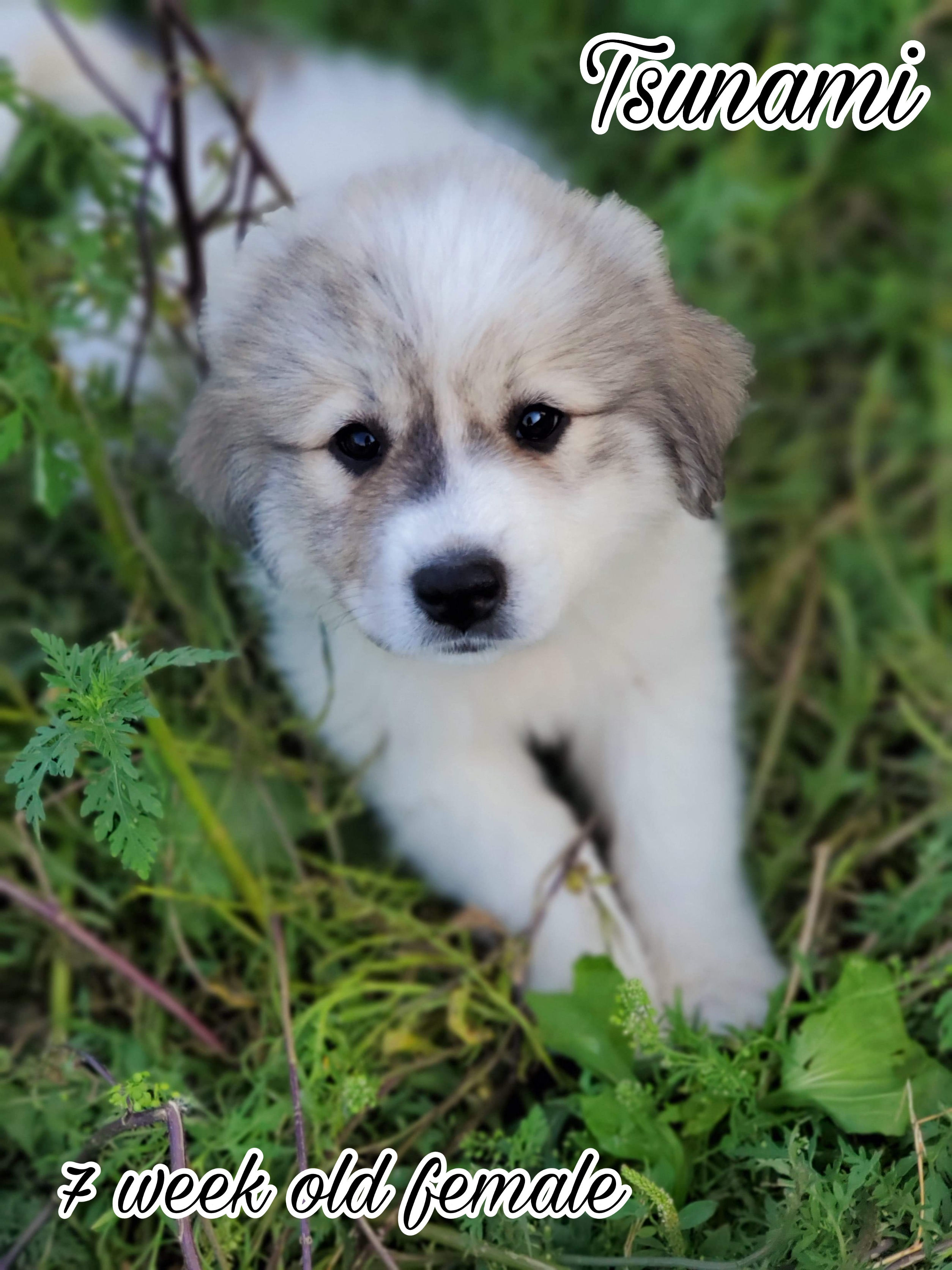 Tsunami Great Pyrenees Puppy