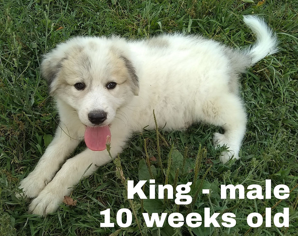 Thumbnail: King Great Pyrenees Puppy