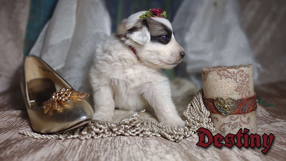 Thumbnail: Destiny Female Great Pyrenees Puppy