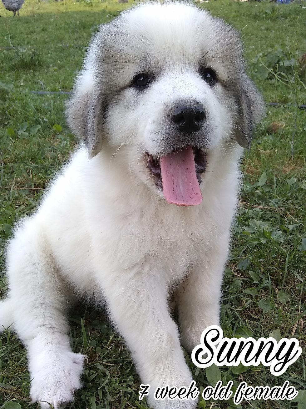 Thumbnail: Sunny Great Pyrenees Puppy