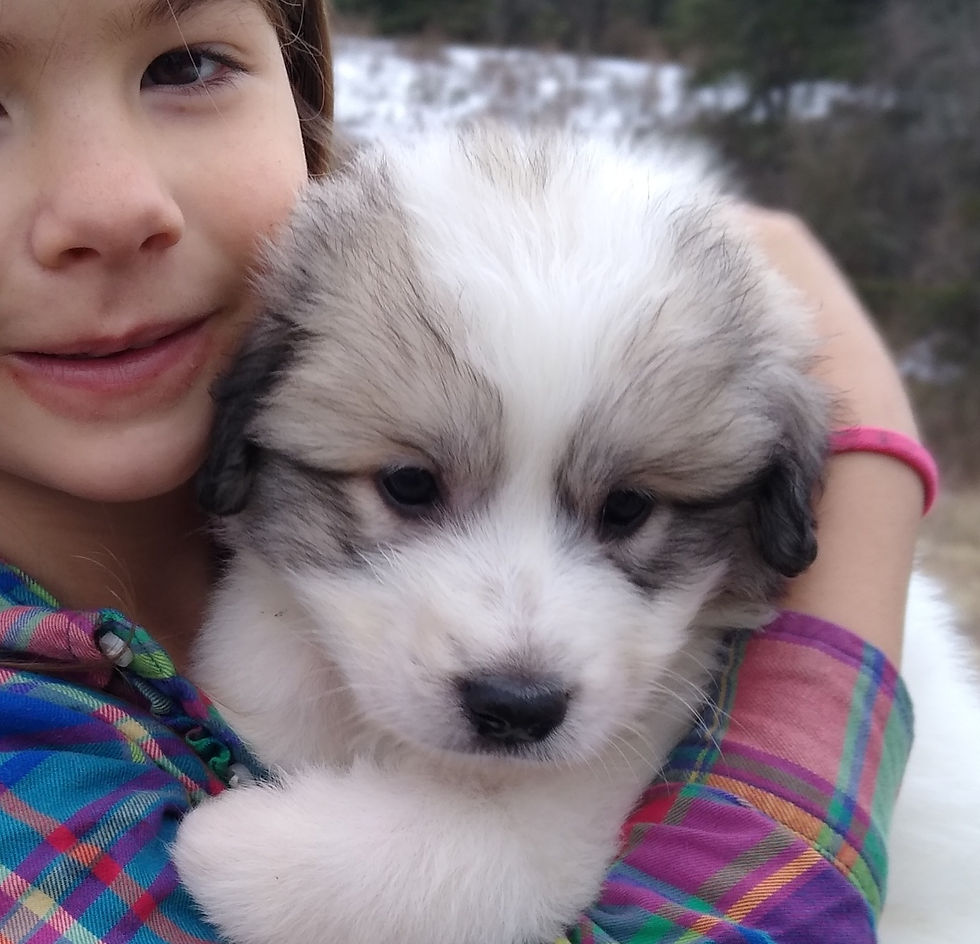 Thumbnail: Roobios Great Pyrenees Puppy