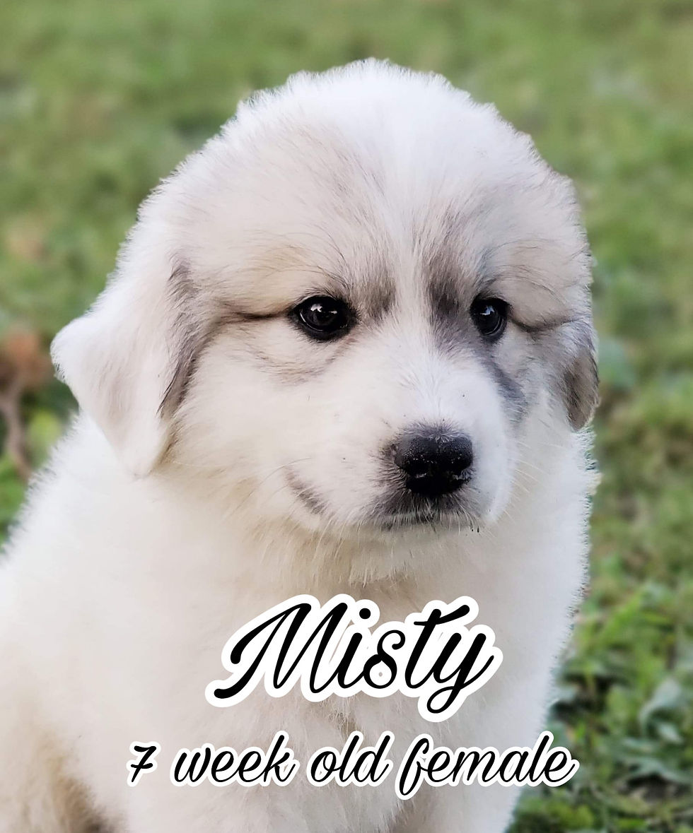 Misty Great Pyrenees Puppy