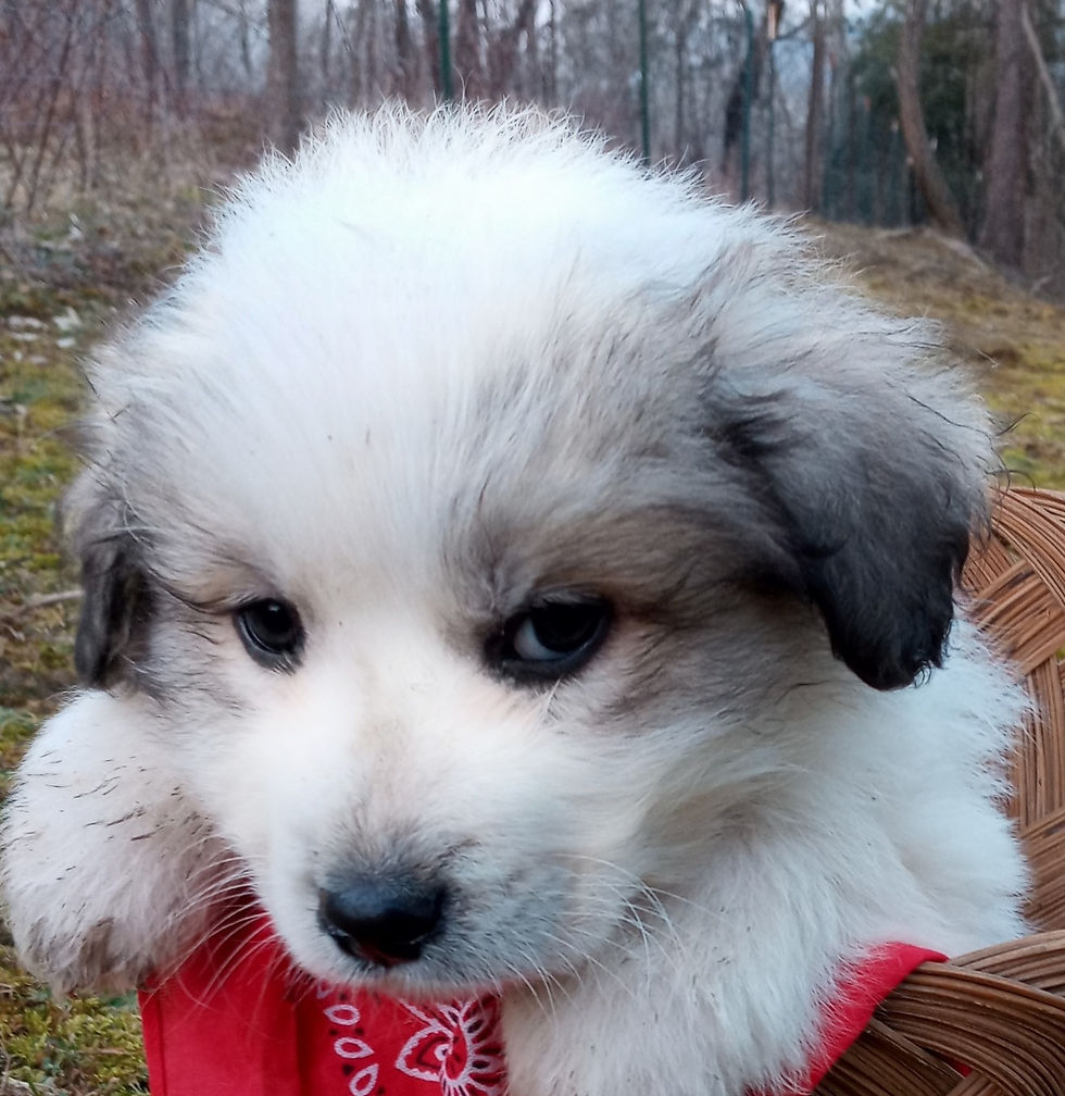 Matcha Great Pyrenees Puppy