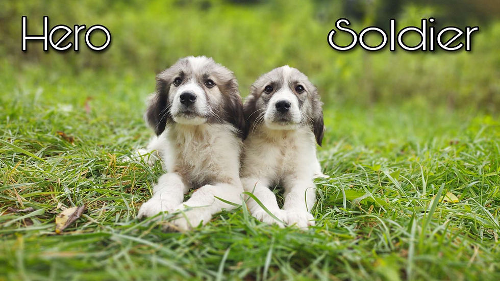 Thumbnail: Hero Male Great Pyrenees Puppy