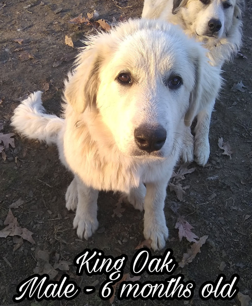 Thumbnail: King Great Pyrenees Puppy