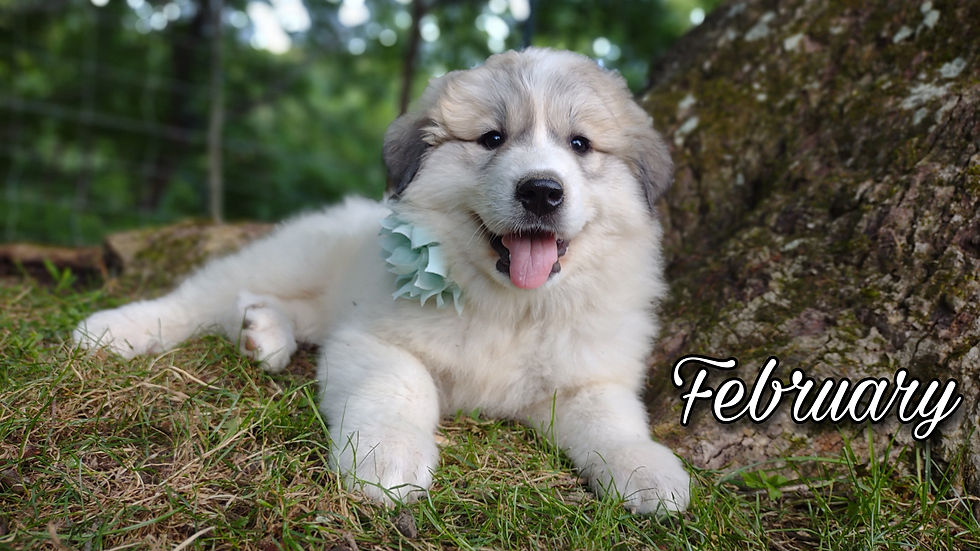 Thumbnail: February Great Pyrenees Puppy