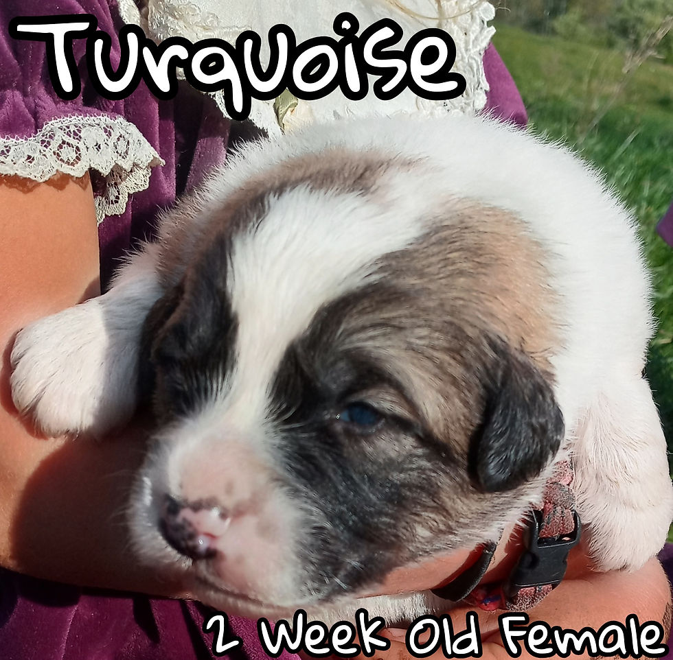 Thumbnail: Turquoise Great Pyrenees Puppy