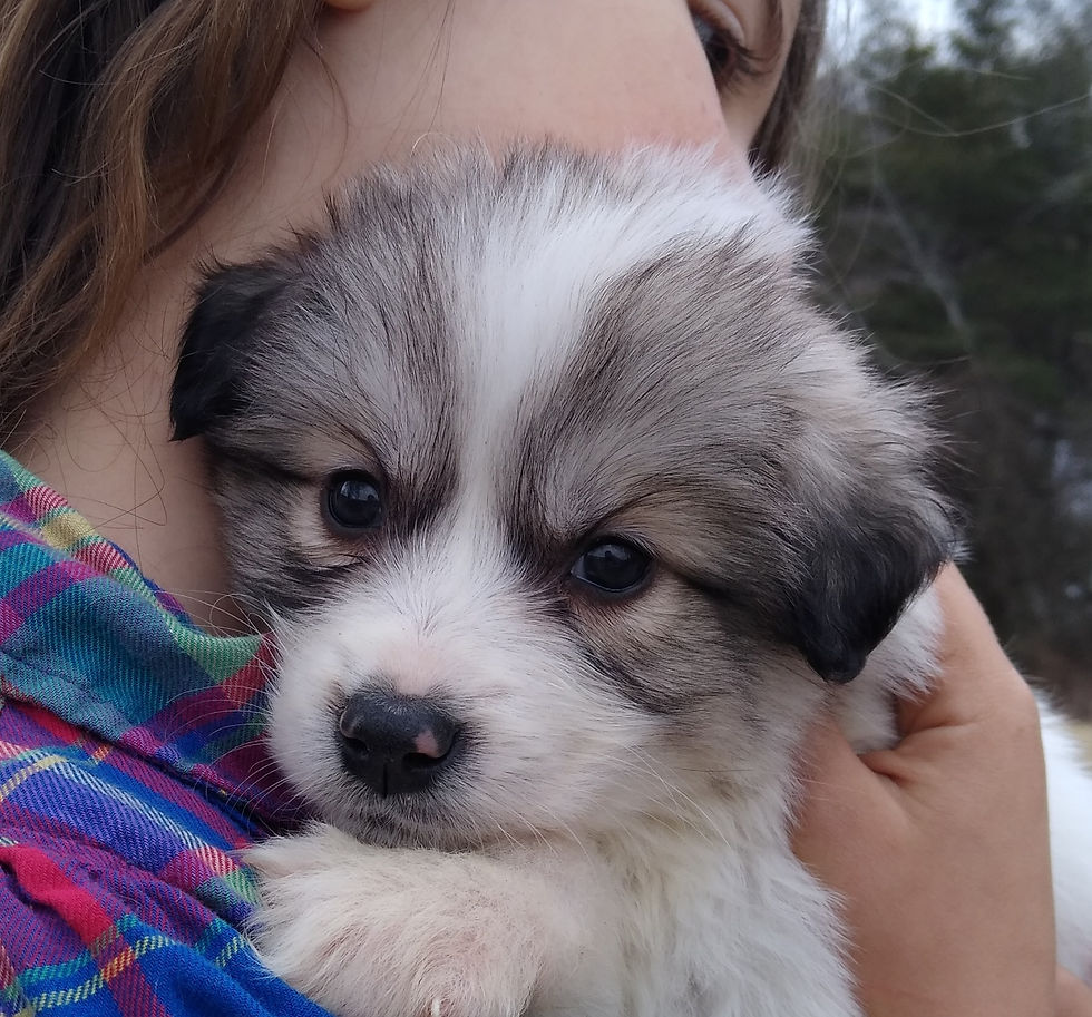 Thumbnail: Pekoe Great Pyrenees Puppy