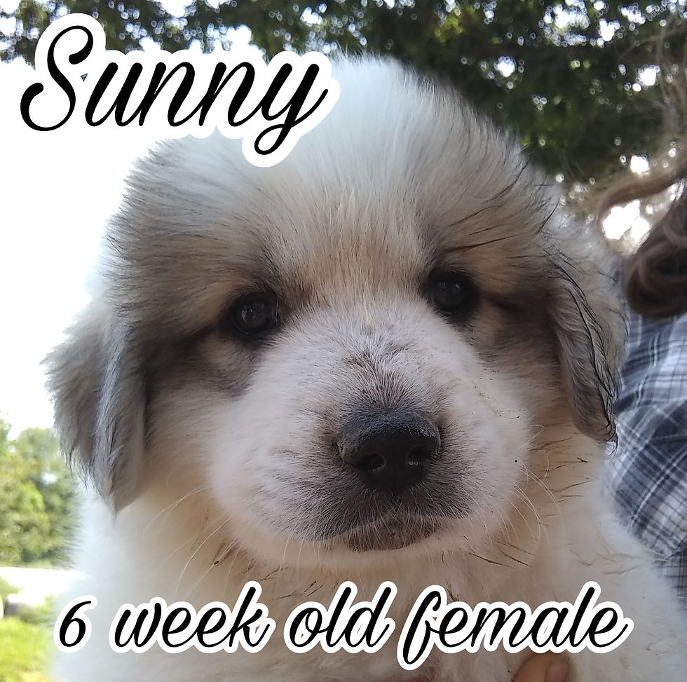 Thumbnail: Sunny Great Pyrenees Puppy
