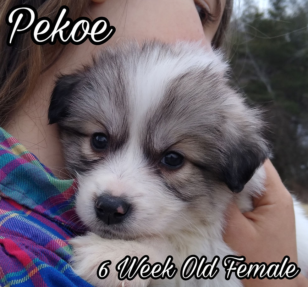 Thumbnail: Pekoe Great Pyrenees Puppy