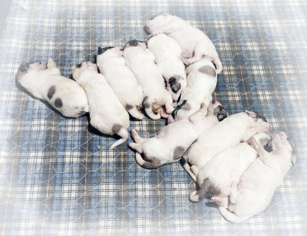 Thumbnail: March Great Pyrenees Puppy