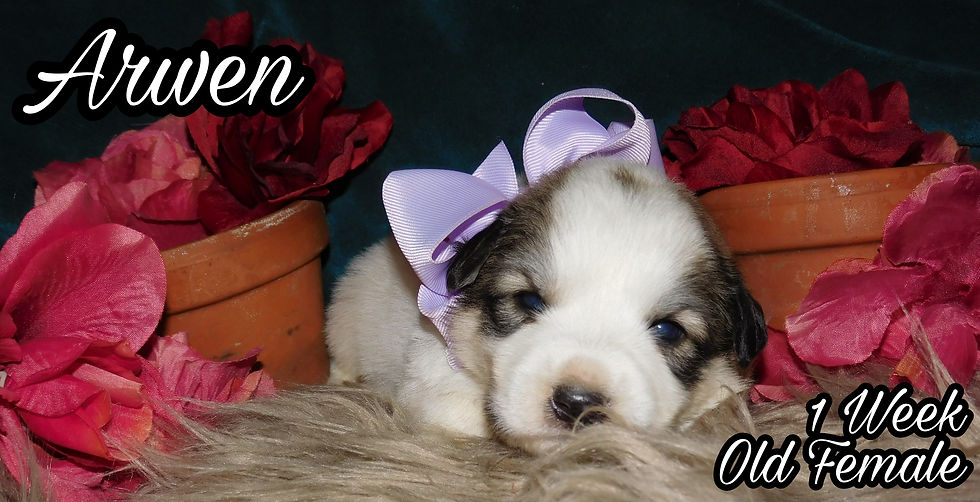 Thumbnail: Arwen Great Pyrenees Puppy