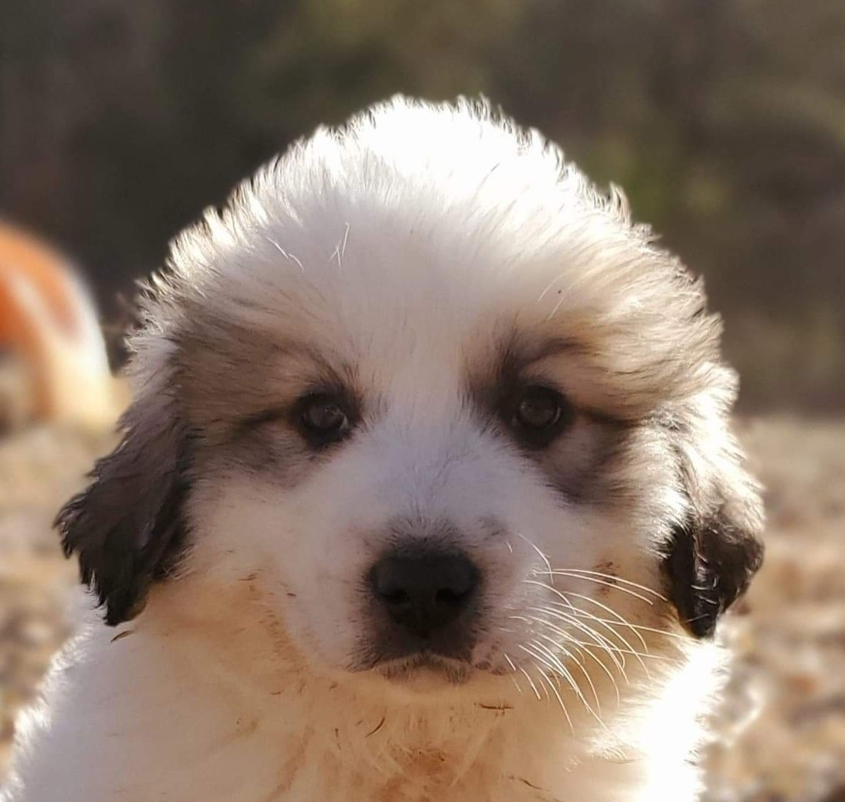 Mtoto Great Pyrenees Puppy