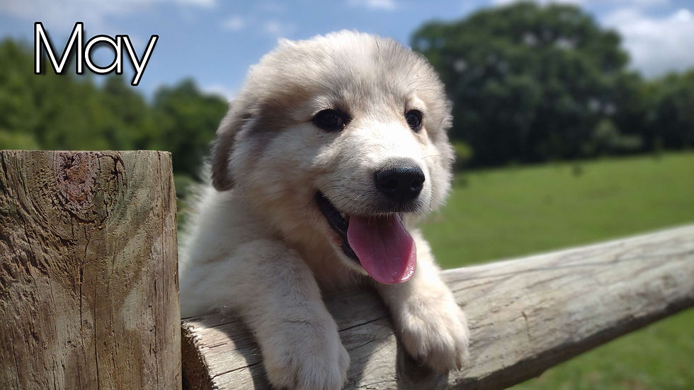Thumbnail: May Great Pyrenees Puppy