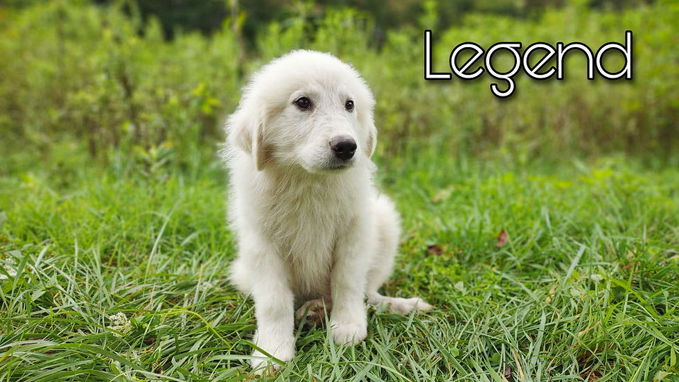 Thumbnail: Legend Male Great Pyrenees Puppy