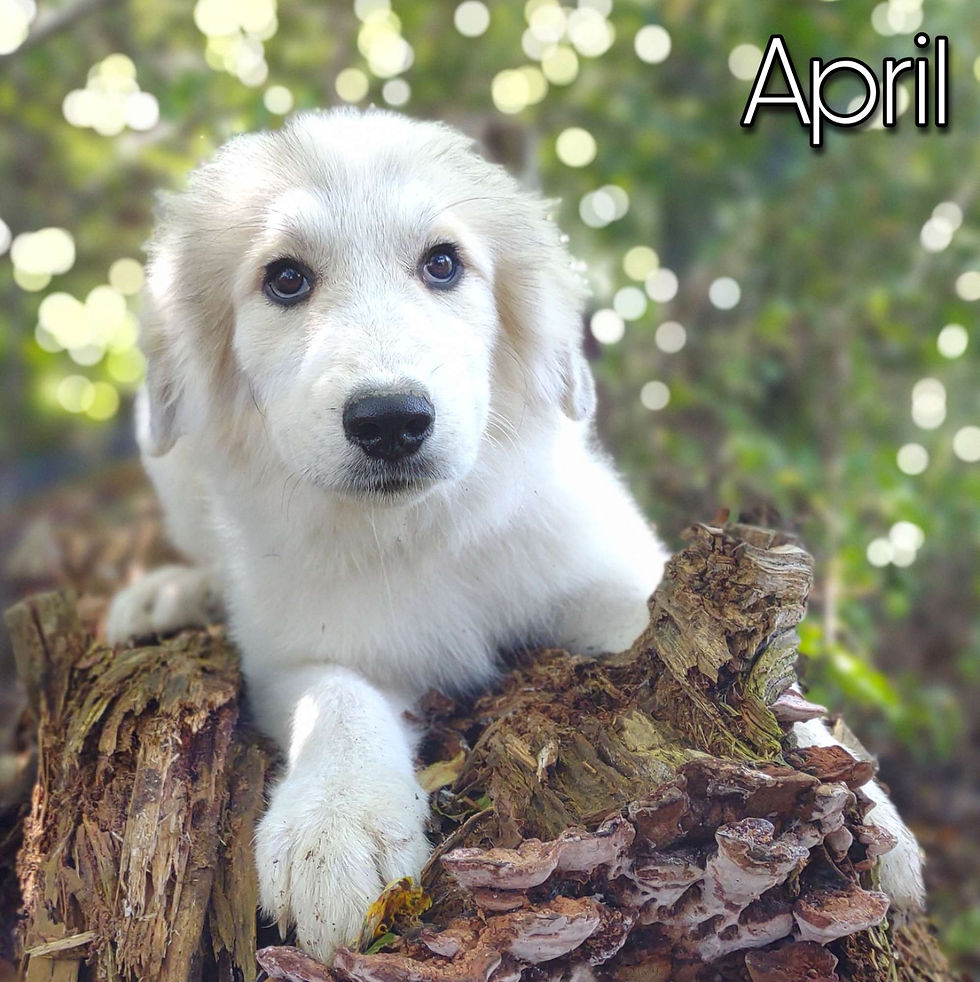 Thumbnail: April Great Pyrenees Puppy