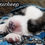 Thumbnail: Reepicheep Great Pyrenees Puppy
