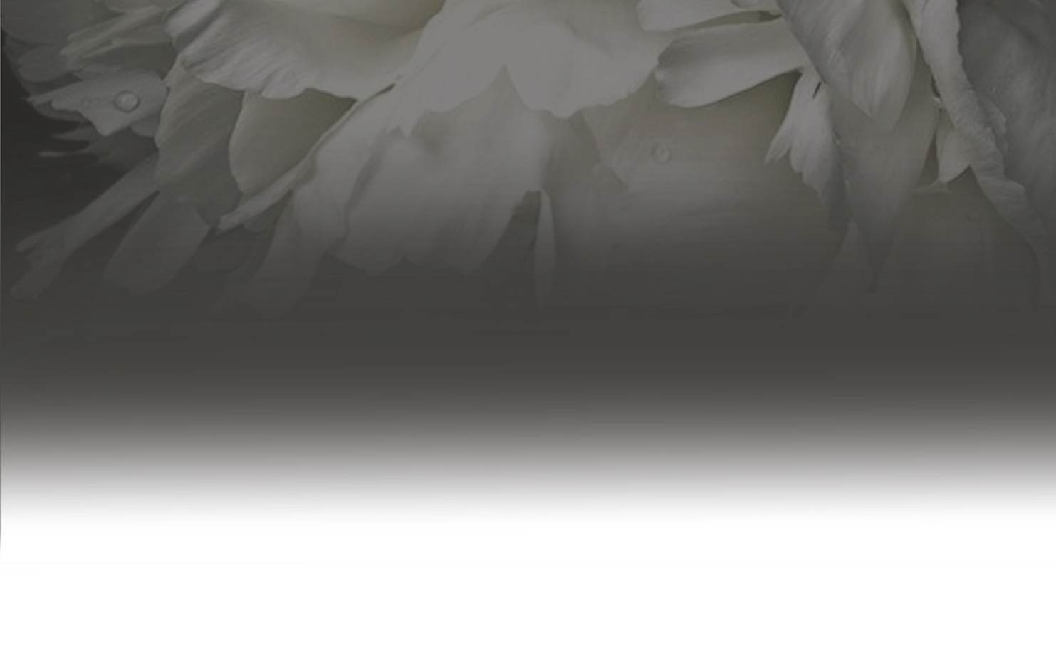 Photo de fleur sur fond gris dégradé en blanc