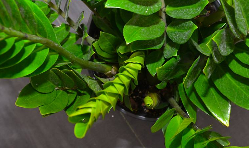 ZZ plant