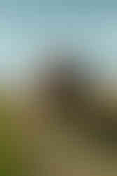 The bride and her father ride atop of separate horses as they arrive to the ceremony.