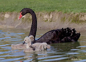 Black swan and its babies.jpg