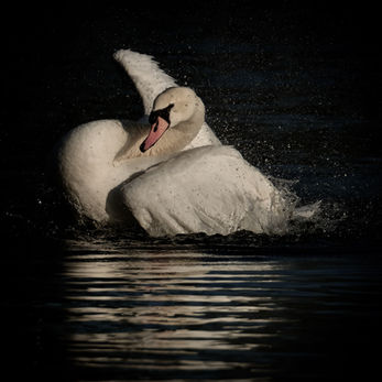Photo artistique de cygne sur un lac du bois de Boulogne  © Matthieu Dufour