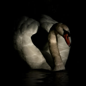 Photo artistique de cygne sur un lac du bois de Boulogne  © Matthieu Dufour