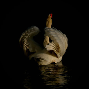 Photo artistique de cygne sur un lac du bois de Boulogne  © Matthieu Dufour