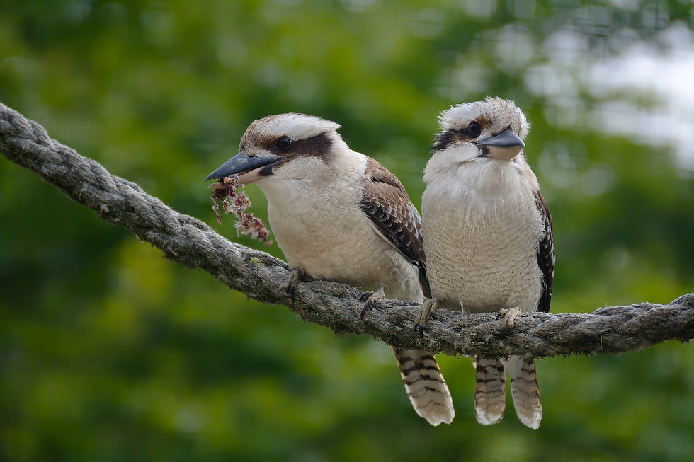 2 Kookaburras sitzen auf einem dicken Seil