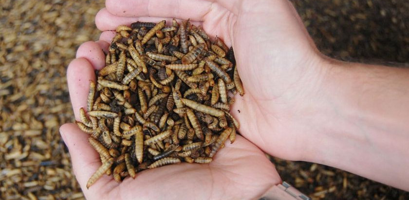 Calgary Herald: "$30M insect farm planned for Balzac"