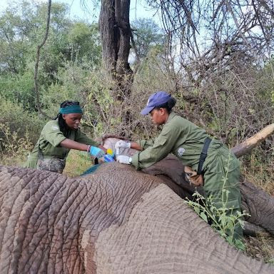 Dr. Rutagengwa performing medical procedure on elephant