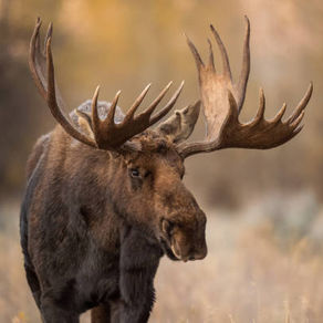 October Trivia of the Month