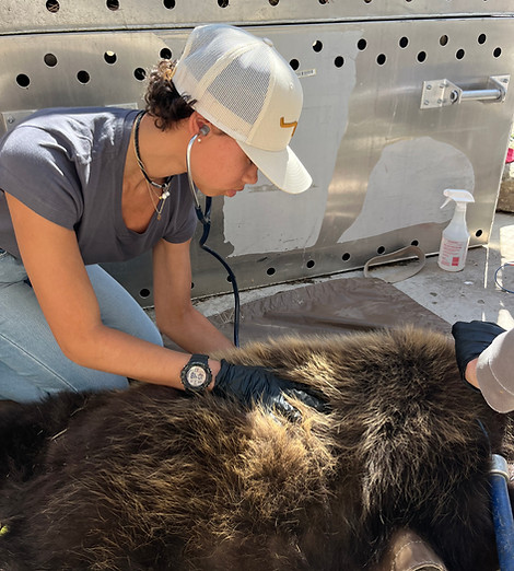 Sydney Watts Bear Immobilization
