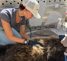 sydney-watts-bear-immobilization.jpg