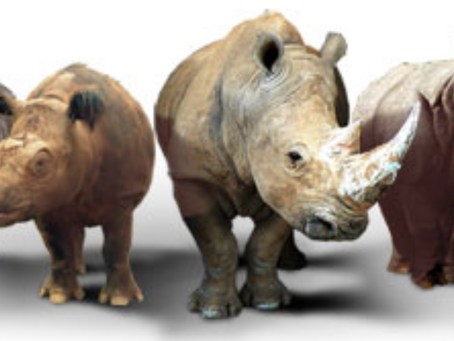 Rhino Facts!