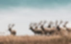 hari-nandakumar-6tGANJJC7lg-unsplash_edited.jpg