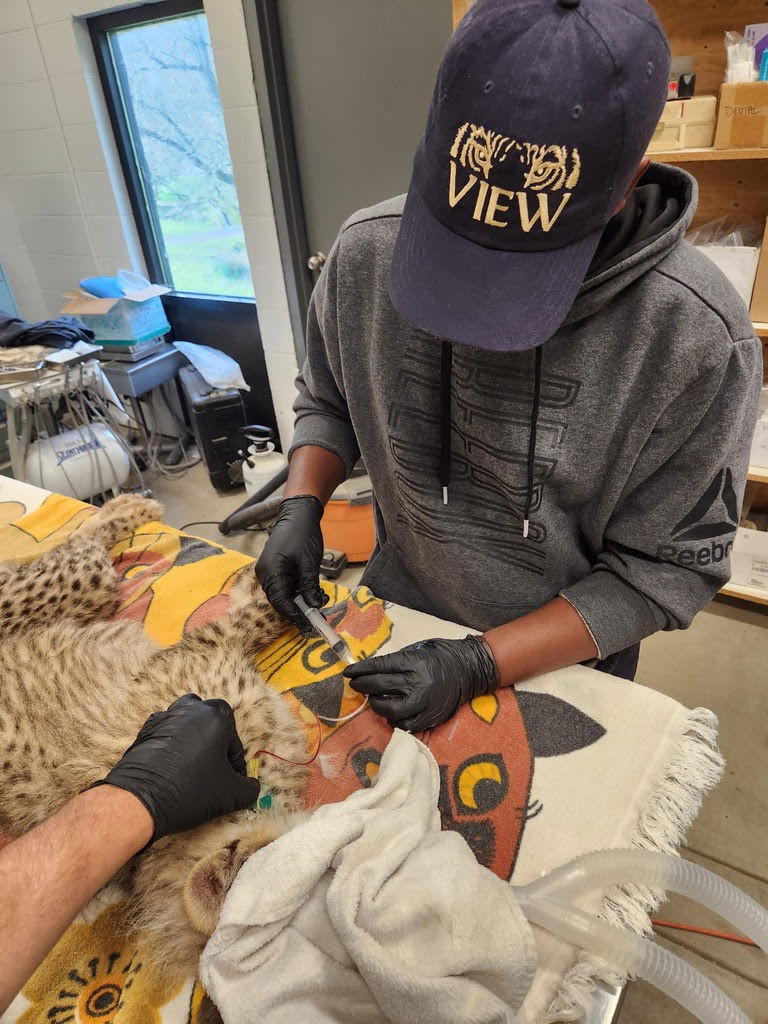 David drawing blood from baby cheetah