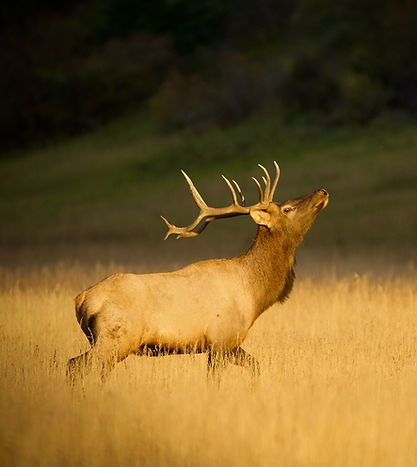 Elk in golden field