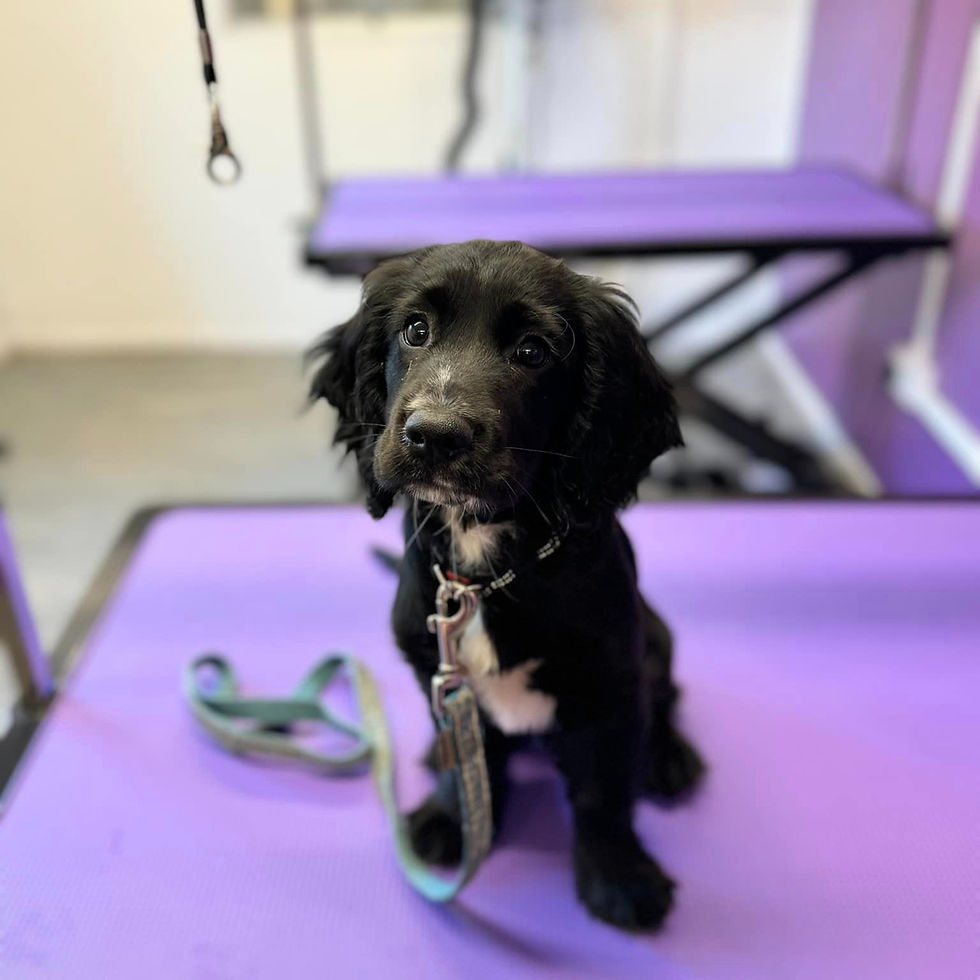 dogs hate grooming best dog groomers in Essex