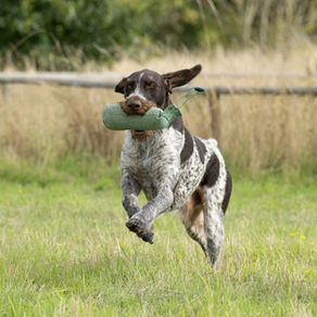 A black and white dog runs outdoors on grass carrying a green training dummy in its mouth.