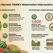 FAMA Intervenes as Watermelon Production Peaks in Malaysia