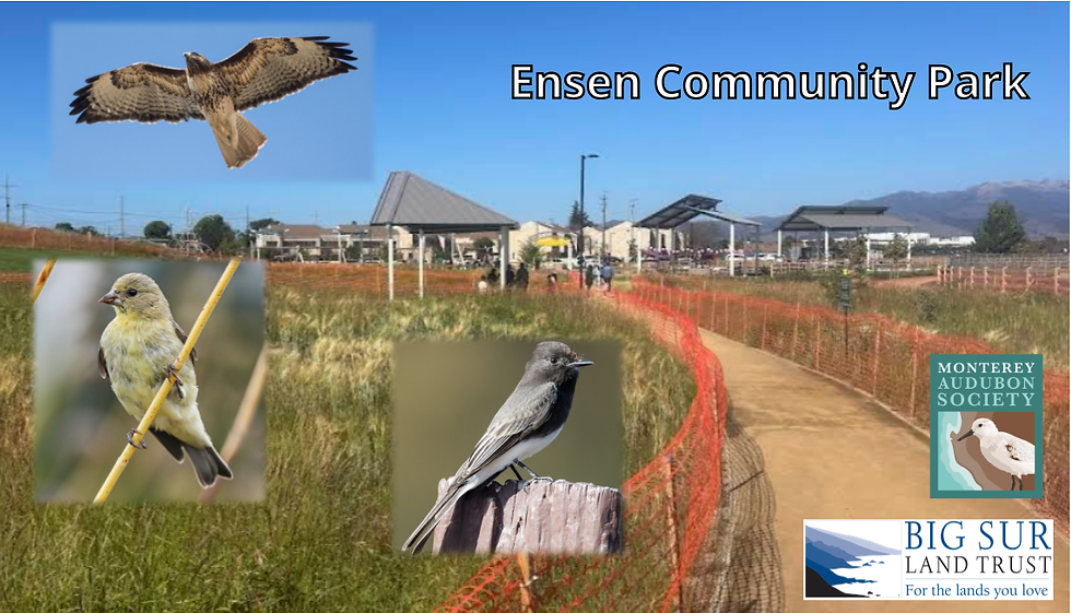 Birding at Ensen Community Park