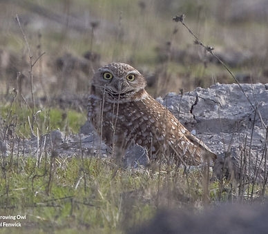 Screenshot 2026-05-22 at 08-44-13 Burrowing Owl - Athene cunicularia - Media Search - Maca