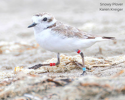 Screenshot 2025-02-21 at 21-20-46 Snowy 