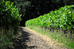 Balade dans les Vignes - Mas de Valériole