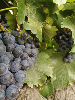 Raisin Rouge - Mas de Valériole